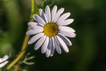 Fototapeta premium White and yellow daisy flowers on a green blurred background.