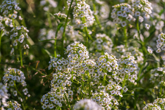 Dainty purple and white flowers of Lobularia maritima Alyssum maritimum, sweet alyssum or sweet alison