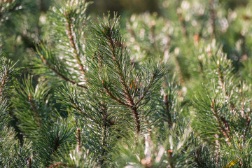 Green small pine trees with fresh shoots in spring or summer © Dmitrii Potashkin