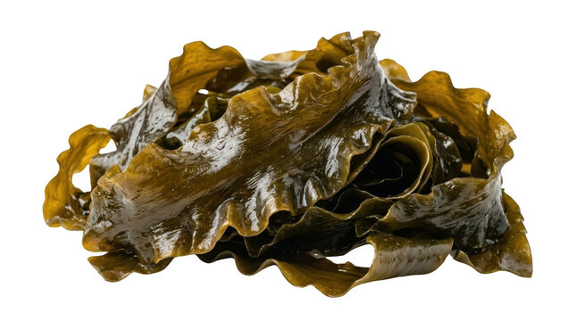 Fresh Kelp Seaweed Photo Isolated on Black Background