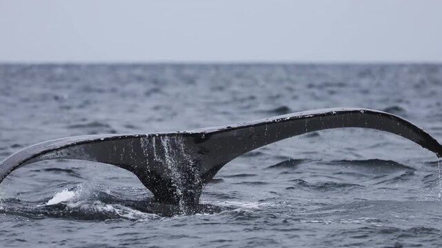 The massive tail and back of a blue whale rises above the ocean surface as the giant marine mammal begins a deep dive, its powerful fluke disappearing into the blue waters of Mexico