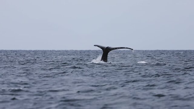 The massive tail and back of a blue whale rises above the ocean surface as the giant marine mammal begins a deep dive, its powerful fluke disappearing into the blue waters of Mexico