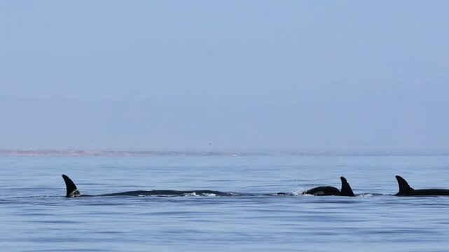 Orcas surface in the waters of Mexico, their dorsal fins and backs visible as they breathe and dive beneath the waves. The pod moves calmly through the ocean, creating a striking natural scene.