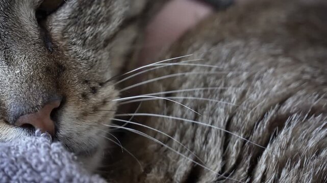 Sleeping cat whiskers macro close-up, video