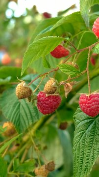 Ripe raspberries on a branch. Selective focus.