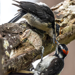 Obraz premium Young Hairy Woodpecker (Leuconotopicus villosus) getting Fed by Parent at Point Reyes National Seashore, CA