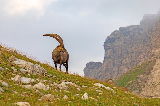 Steinbock - Allg&auml;u - Riezlern - Walsertal - Alpen - Wild