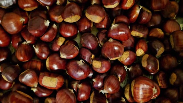 Top down view showing a large quantity of ripe, brown chestnuts. The freshly harvested nuts create a textured and organic background