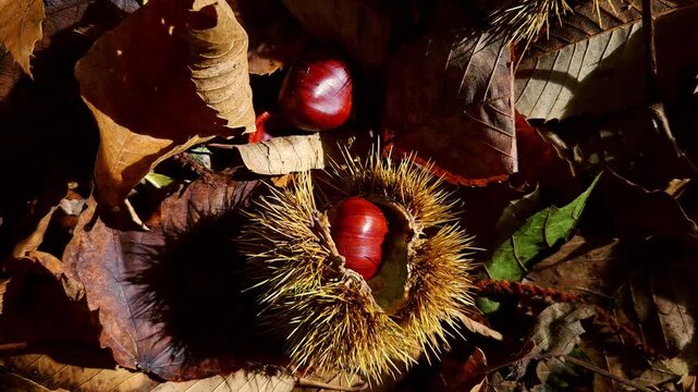 Sunlight illuminating fresh sweet chestnuts and spiky burrs lying on a bed of dry, brown autumn foliage. Seasonal harvest concept in slow motion