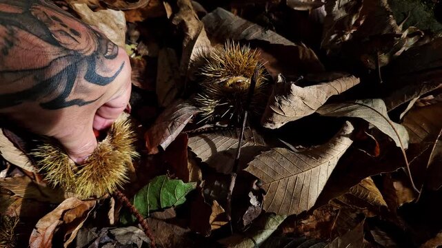 Point of view video of a tattooed man picking fresh sweet chestnuts from their burr among dry fallen leaves in an autumn forest