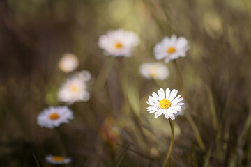 Lawn Daisies (Bellis perennis) in Soft Evening Light. Delicate lawn daisies (Bellis perennis) blooming in a meadow, photographed in soft natural light with a shallow depth of field. © Jana