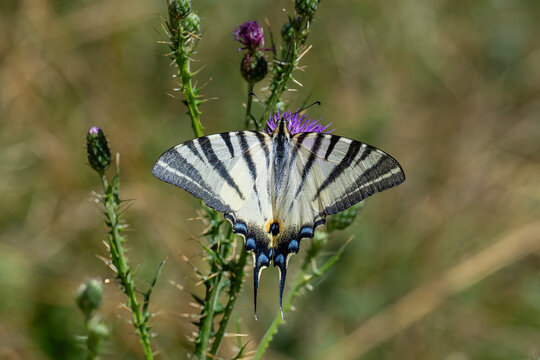 Papilionidae / Erik Kırlangı&ccedil;kuyruğu / Scarce Swallowtail / Iphiclides podalirius