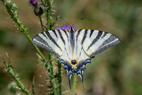 Papilionidae / Erik Kırlangı&ccedil;kuyruğu / Scarce Swallowtail / Iphiclides podalirius