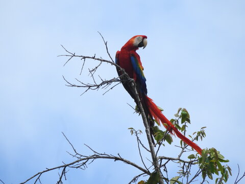 Wild Ara macao bird observing the rainforest landscape from a high tree