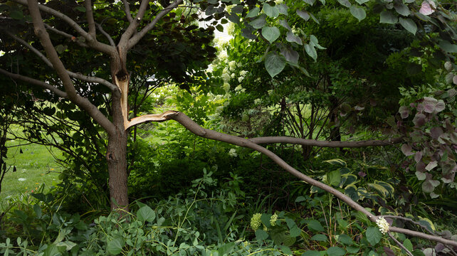 An ornamental eastern redbud tree split apart during a violent summer storm, illustrating extreme weather, structural weakness, climate vulnerability and damage to residential landscapes.
