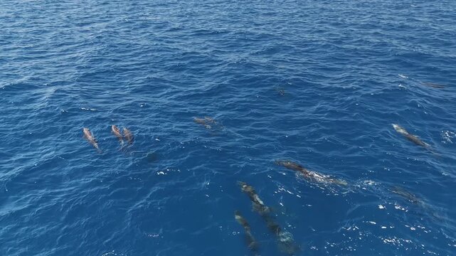 Aerial drone view of a massive aggregation of mobula rays gliding together through the clear blue waters of Mexico, forming a spectacular moving swarm visible from above in the open ocean offshore.