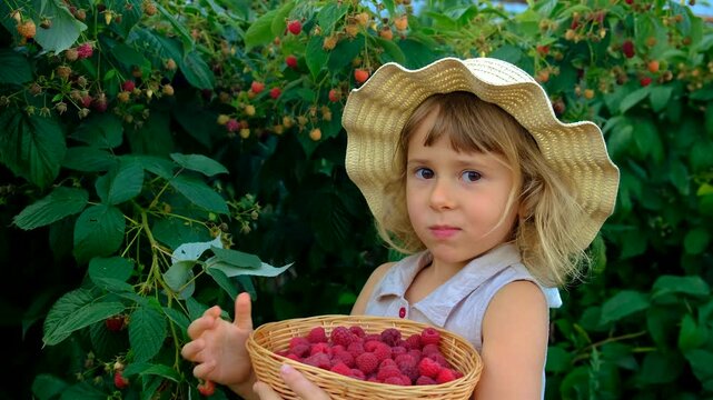 A child with a raspberry harvest in the garden. Selective focus.