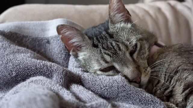 Drowsy tabby cat with watchful gaze, lying on blanket