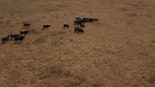 High angle aerial view of a small herd of black cows and cattle walking and grazing in a vast dry golden grass field pasture in peaceful rural countryside landscape on a sunny day video stock footage 