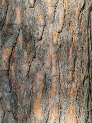Old wood pine bark texture or background. © Dmitrii Potashkin