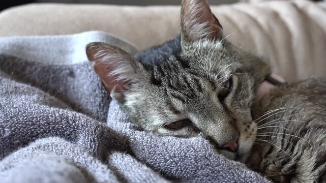 Tabby cat drowsy gaze close-up on blanket, video