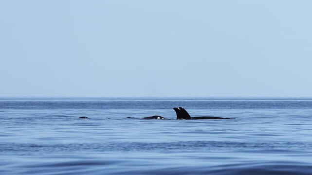 Orcas surface in the waters of Mexico, their dorsal fins and backs visible as they breathe and dive beneath the waves. The pod moves calmly through the ocean, creating a striking natural scene.
