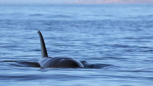 Orcas surface in the waters of Mexico, their dorsal fins and backs visible as they breathe and dive beneath the waves. The pod moves calmly through the ocean, creating a striking natural scene.