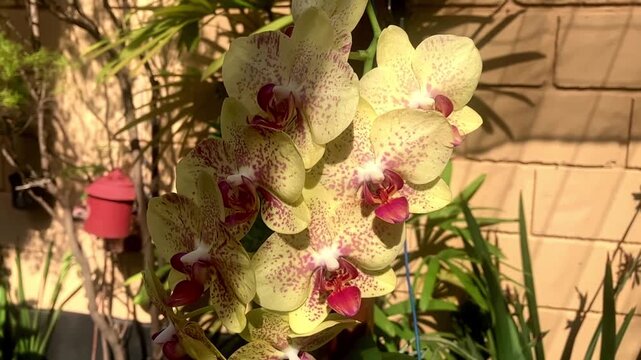 Close up of yellow orchids with pink spots and red centers in sunlight with blurred background