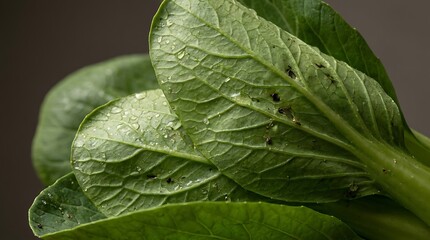 Fototapeta premium Fresh organic green leafy vegetable showcasing texture and water drops, highlighting calcium rich plants