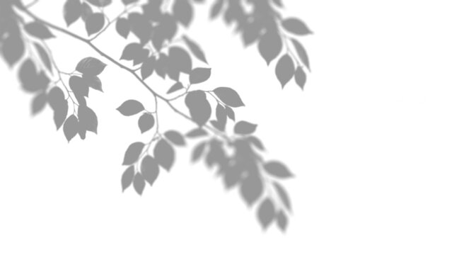 Tree branch shadow overlay, soft realistic dappled foliage silhouette on transparent background.