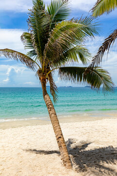 Leaning palm tree on a sandy beach with turquoise ocean waves and clear blue sky. Sunny beach paradise with palm tree and turquoise sea. Summer vacation and tropical beach concept