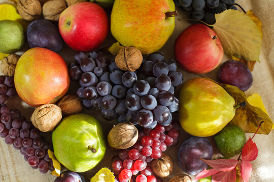 Autumn harvest still life top view with dark grapes pears apples and walnuts