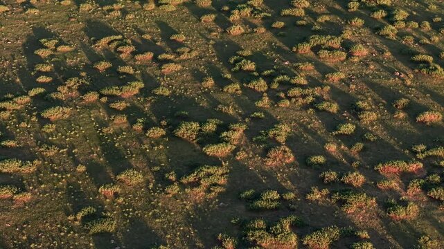Aerial view moving backward diagonally over wild scrubland terrain at twilight, showing long shadows and golden sunlight on arid vegetation texture.