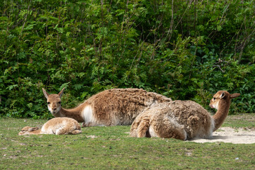 Naklejka premium Family of Vicunas, Vicugna Vicugna, relatives of the llama