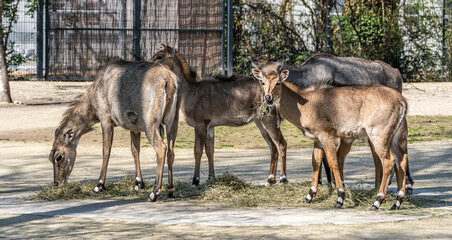 The nilgai or blue cow. Boselaphus tragocamelus is the largest Asian antelope © rudiernst
