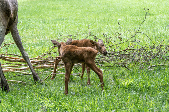Baby of moose or elk, Alces alces is the largest extant species in the deer family.