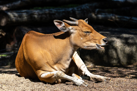 Banteng, Bos javanicus or Red Bull is a type of wild cattle.