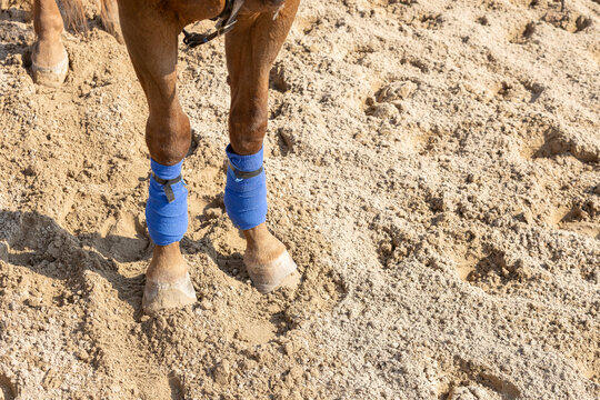 Front legs of a horse with blue leg wraps standing on sand.