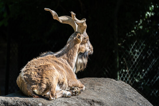 Turkmenian markhor, Capra falconeri heptneri living on the rocks