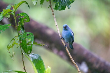 Naklejka premium Blue-gray tanager (Thraupis episcopus) perched on a branch outside of Borja, Ecuador