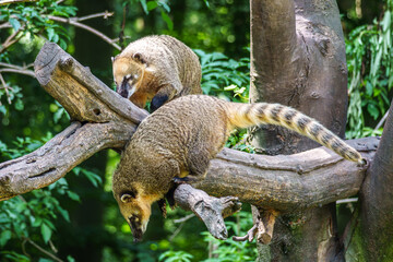 Naklejka premium South American coati, Nasua nasua is a coati species from tropical and subtropical South America.