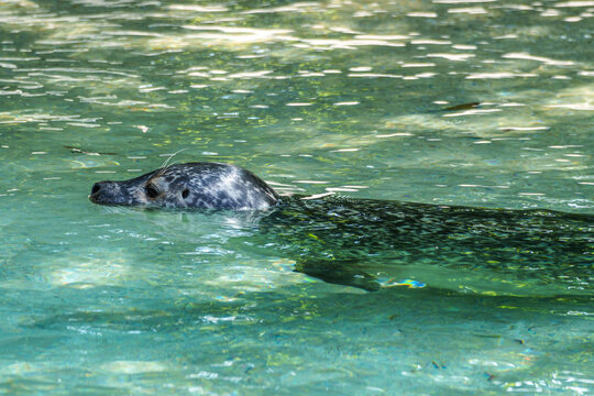 The harbor seal, Phoca vitulina is swimming in a basin in a German park