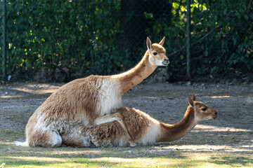 Naklejka premium Mating Vicunas, Vicugna Vicugna, relatives of the llama in a German park
