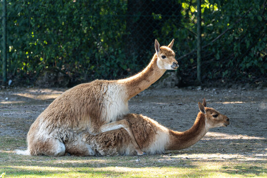 Mating Vicunas, Vicugna Vicugna, relatives of the llama in a German park