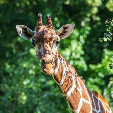The giraffe, Giraffa camelopardalis is an African mammal