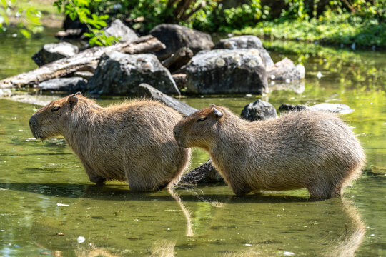 The Capybara, Hydrochoerus hydrochaeris is the largest living rodent in the world.