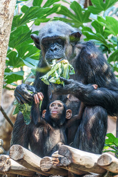 A cute Common Chimpanzee baby holding on to her mother. Pan troglodytes, popular great ape from African forests