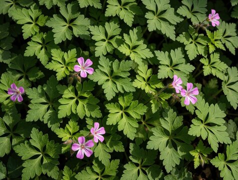 Small pink geranium robertianum flowers bloom in green garden foliage. Herb Robert plant with violet petals grows among rich wild leaves. Macro view of spring wildflowers in nature meadow forest