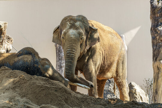 The Asian elephant, Elephas maximus also called Asiatic elephant