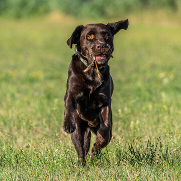 Labrador retriever, Canis lupus familiaris on a grass field. Healthy chocolate brown labrador retriever